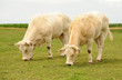Image : Deux Vaches