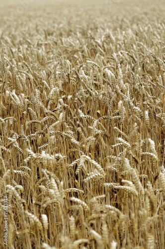Foto: Wheat field Wheat field