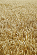 Wheat farming