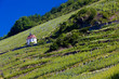 grand cru vineyard, Thann, Alsace, France