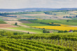 vineyards, Southern Moravia, Czech Republic