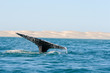 Grauwal Whale Watching