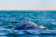 Grauwal Whale Watching