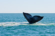 Grauwal Whale Watching