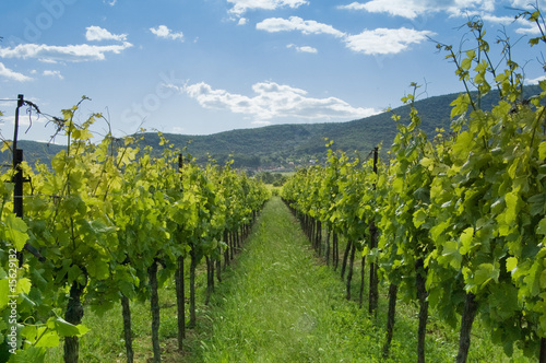 Foto: weinberge 1 weinberge 1