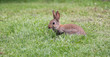 Wildhase