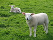 Lamb