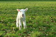 Lamb