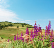 Beautiful summer landscape