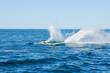 Springender Grauwal Whale Watching