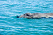 Grauwal Whale Watching Grauwal Whale Watching