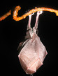 Bat