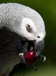 loro yako