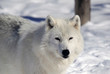 Arctic Wolf