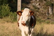 Tête de Vache bovin bétail dans le nature Tête de Vache bovin bétail dans le nature