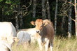 Tête de Vache bovin bétail dans le nature Tête de Vache bovin bétail dans le nature