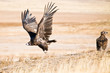 Black Vulture taking off
