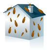 Diagnostic maison : termites
