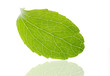 Stevia Rebaudiana-Süsskraut