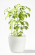 Stevia Rebaudiana-Süsskraut Stevia Rebaudiana-Süsskraut