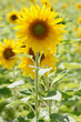 Sonnenblume im Sonnenlicht