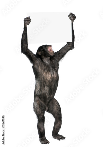Photo: protesting monkey protesting monkey