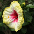 fleur d'hibiscus