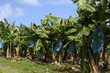 France, Martinique, bananeraie France, Martinique, bananeraie