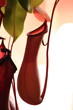 Nepenthes Alata