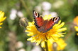 Fleur plante sauvage insectes papillon Fleur plante sauvage insectes papillon