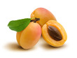 Apricot