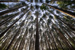 Conifers