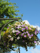 Blumenampel
