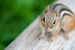 Friendly chipmunk Friendly chipmunk