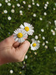 Flowers for you