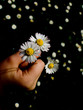 Flowers for you