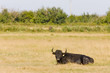 bull, Parc Regional de Camargue, Provence, France