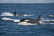 Team Orca