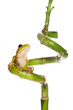 Frog on bamboo curl