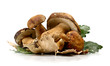 Funghi Porcini