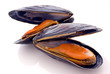 Miesmuscheln Miesmuscheln