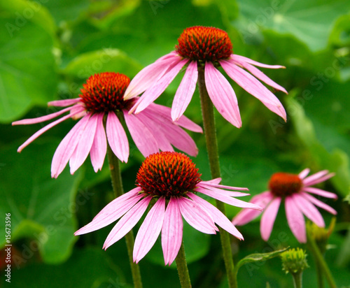 Echinacea purpurea