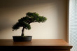 Bonsai Bonsai
