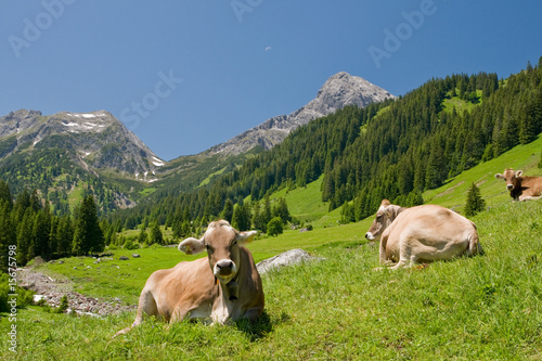 Photo: Glückliche Kühe Glückliche Kühe