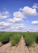 Spargel Feld