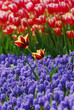 tulip - color - flower