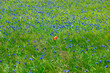 Grainfield with cornflowers