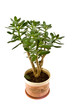 Crassula arborescens