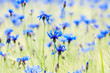 Grainfield with cornflowers