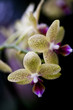 tommama flora 024